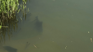 Brassen zur Laichzeit