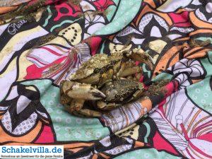 Julianadorp/Den Helder 7 Krebs am Strand von Julianadorp - Schakelvilla Ferienhaus für die ganze Familie