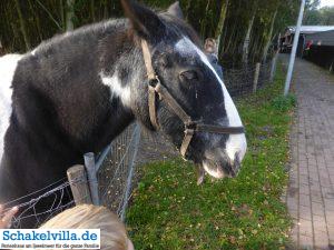 Julianadorp/Den Helder 22 Pony im de Helderse Vallei bei Julianadorp - Schakelvilla Ferienhaus für die ganze Familie