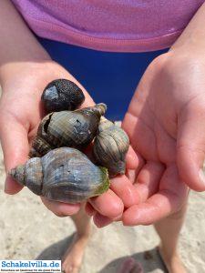 andere Strände erkunden 6 Strand bei Kornwerderzand - normalerweise voller Kitesurfer - Ausflug mit dem Boot Whaly von unserem familienfreundlichen Ferienhaus schakelvilla über das IJsselmeer zum Abschlussdeich