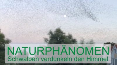 Naturphänomen - Schwalben verdunkeln den Himmel 1 Naturphänomen - Schwalben verdunkeln den Himmel - Schakelvilla - Ferienhaus mit Ruderboot und Sauna am IJsselmeer in Makkum