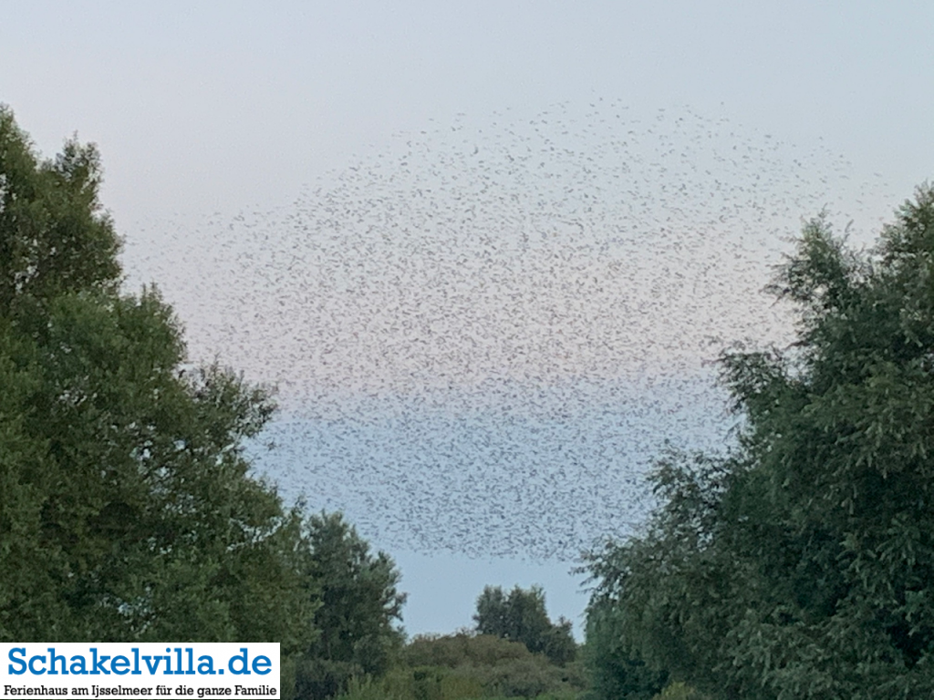 Naturphänomen - Schwalben verdunkeln den Himmel - Schakelvilla - Ferienhaus mit Ruderboot und Sauna am IJsselmeer in Makkum