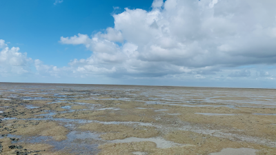 Westhoek Waddenzee - Wattwanderung in Friesland - Schakelvilla - Ferienhaus am IJsselmeer