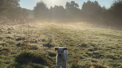 Ab sofort vermieten wir wieder unser Ferienhaus mit Hund 1 Ferienhaus in Strandnähe mit Hund in den Niederlanden - Schakelvilla