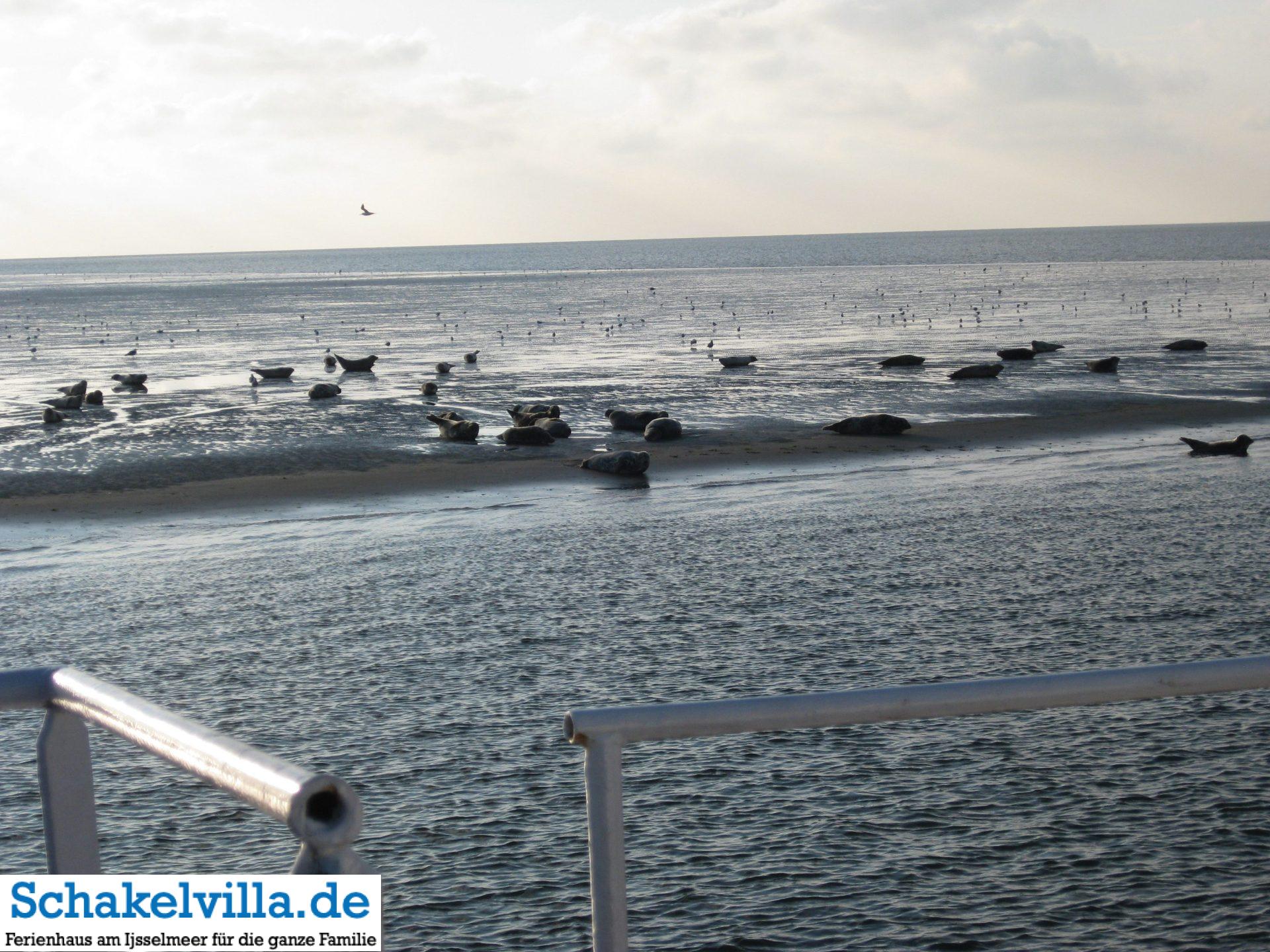 Robbenfahrt mit der Seestern - Schakelvilla Ferienhaus mit Sauna am IJsselmeer - Seehunde vom Boot aus