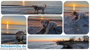 Hunde 9 Urlaub mit Hund in Holland - Schakelvilla Hundeurlaub Ferienhaus mit Sauna in Makkum am IJsselmeer