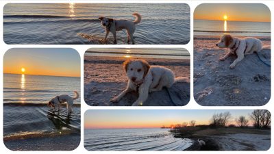 Urlaub mit Hund in Holland 1 Urlaub mit Hund in Holland - Schakelvilla Hundeurlaub Ferienhaus mit Sauna in Makkum am IJsselmeer
