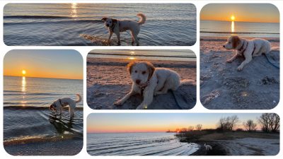 Urlaub mit Hund in Holland - Schakelvilla Hundeurlaub Ferienhaus mit Sauna in Makkum am IJsselmeer