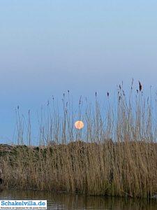 riesiger Vollmond geht auf 43 riesiger Vollmond geht auf - familienfreundliches Ferienhaus mit Sauna und Ruderboot in Makkum am IJsselmeer