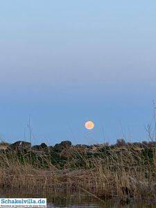 riesiger Vollmond geht auf 42 riesiger Vollmond geht auf - familienfreundliches Ferienhaus mit Sauna und Ruderboot in Makkum am IJsselmeer