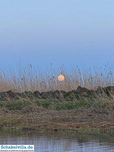 riesiger Vollmond geht auf 41 riesiger Vollmond geht auf - familienfreundliches Ferienhaus mit Sauna und Ruderboot in Makkum am IJsselmeer