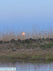 riesiger Vollmond geht auf 40 riesiger Vollmond geht auf - familienfreundliches Ferienhaus mit Sauna und Ruderboot in Makkum am IJsselmeer