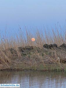 riesiger Vollmond geht auf 39 riesiger Vollmond geht auf - familienfreundliches Ferienhaus mit Sauna und Ruderboot in Makkum am IJsselmeer