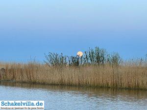 riesiger Vollmond geht auf 18 riesiger Vollmond geht auf - familienfreundliches Ferienhaus mit Sauna und Ruderboot in Makkum am IJsselmeer