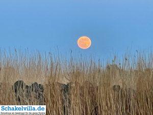 riesiger Vollmond geht auf 19 riesiger Vollmond geht auf - familienfreundliches Ferienhaus mit Sauna und Ruderboot in Makkum am IJsselmeer