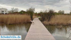 Hundegebiet Makkum - Eindrücke 27 Holzbrücke im Hundegebiet Makkum familienfreundliches Ferienhaus Schakelvilla mit Ruderboot und Sauna in Makkum am IJsselmeer