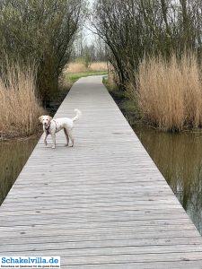 Hundegebiet Makkum - Eindrücke 28 Holzsteg im Hundegebiet Makkum familienfreundliches Ferienhaus Schakelvilla mit Ruderboot und Sauna in Makkum am IJsselmeer