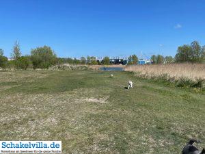Hundegebiet Makkum - Eindrücke 19 Hunde spielen im Hundegebiet Makkum familienfreundliches Ferienhaus Schakelvilla mit Ruderboot und Sauna in Makkum am IJsselmeer