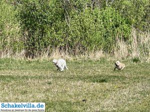 Hundegebiet Makkum - Eindrücke 18 Hunde toben im Hundegebiet Makkum familienfreundliches Ferienhaus Schakelvilla mit Ruderboot und Sauna in Makkum am IJsselmeer
