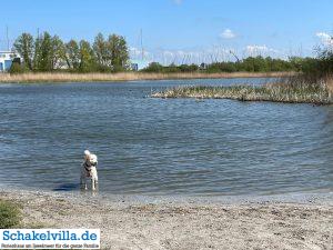 Hundestrand im Hundegebiet Makkum familienfreundliches Ferienhaus Schakelvilla mit Ruderboot und Sauna in Makkum am IJsselmeer