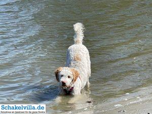 Hundegebiet Makkum - Eindrücke 15 Hundeurlaub im Hundegebiet Makkum familienfreundliches Ferienhaus Schakelvilla mit Ruderboot und Sauna in Makkum am IJsselmeer