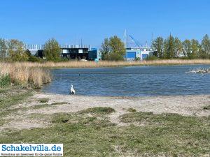 Hundegebiet Makkum - Eindrücke 14 Luna am Hundestrand im Hundegebiet Makkum familienfreundliches Ferienhaus Schakelvilla mit Ruderboot und Sauna in Makkum am IJsselmeer