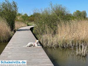 Hundegebiet Makkum - Eindrücke 13 Luna entspannt im Hundegebiet Makkum familienfreundliches Ferienhaus Schakelvilla mit Ruderboot und Sauna in Makkum am IJsselmeer