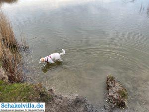 Hundegebiet Makkum - Eindrücke 12 Luna geht baden im Hundegebiet Makkum familienfreundliches Ferienhaus Schakelvilla mit Ruderboot und Sauna in Makkum am IJsselmeer