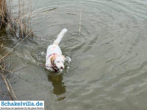 Hundegebiet Makkum - Eindrücke 10 Luna im Wasser im Hundegebiet Makkum familienfreundliches Ferienhaus Schakelvilla mit Ruderboot und Sauna in Makkum am IJsselmeer
