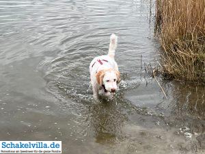 Luna läuft im Wasser im Hundegebiet Makkum familienfreundliches Ferienhaus Schakelvilla mit Ruderboot und Sauna in Makkum am IJsselmeer