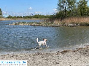 Hundegebiet Makkum - Eindrücke 6 Strand im Hundegebiet Makkum familienfreundliches Ferienhaus Schakelvilla mit Ruderboot und Sauna in Makkum am IJsselmeer