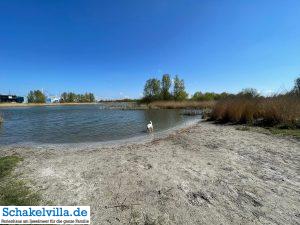 Hundegebiet Makkum - Eindrücke 24 einer der Hundestrände im Hundegebiet Makkum familienfreundliches Ferienhaus Schakelvilla mit Ruderboot und Sauna in Makkum am IJsselmeer