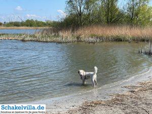 Hundegebiet Makkum - Eindrücke 7 schöner Platz im Hundegebiet Makkum familienfreundliches Ferienhaus Schakelvilla mit Ruderboot und Sauna in Makkum am IJsselmeer