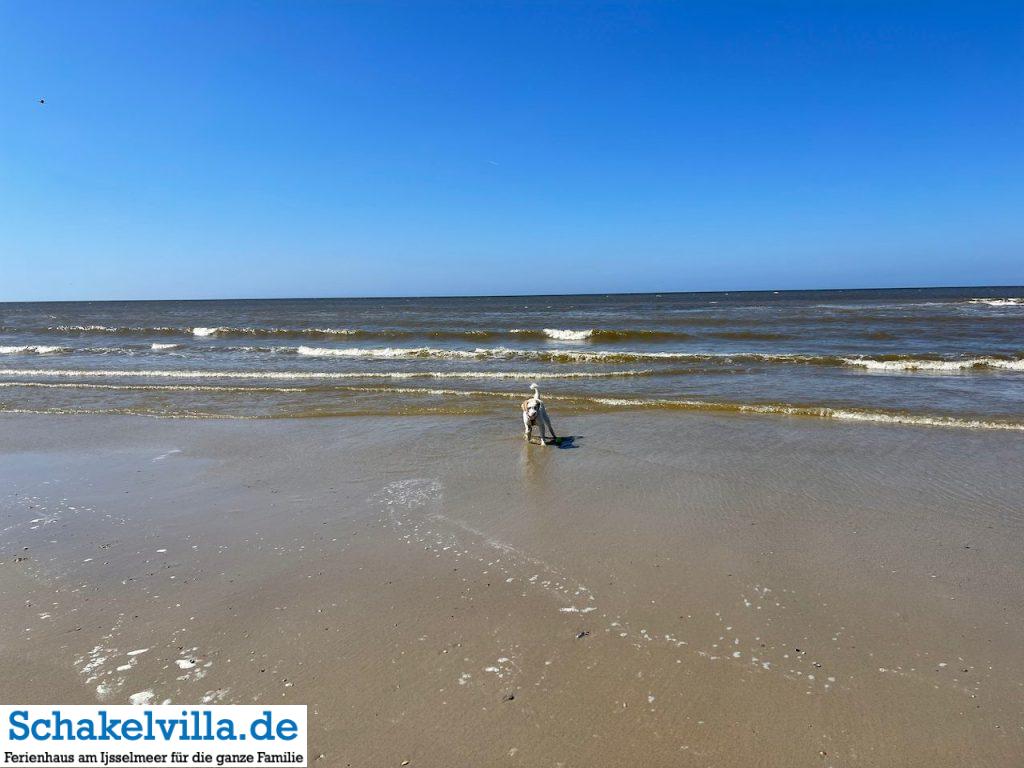 Callantsoog - Nordholland 17 Luna tobt im Wasser - Callantsoog - Ausflugstipp Ferienhaus Schakelvilla mit Ruderboot und Sauna in Makkum am IJsselmeer