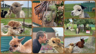 Alpaca World Friesland in Workum - Ausflugstipp von Ferienhaus Schakelvilla in Makkum am IJselmeer