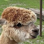 Alpaca World Friesland 6 Alpaca in der Alpaca World Friesland in Workum - Ausflugstipp von Ferienhaus Schakelvilla in Makkum am IJselmeer