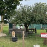 Alpacagehege Alpaca World Friesland in Workum - Ausflugstipp von Ferienhaus Schakelvilla in Makkum am IJselmeer