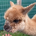 Baby Alpaca Alpaca World Friesland in Workum - Ausflugstipp von Ferienhaus Schakelvilla in Makkum am IJselmeer