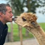 Küsschen mit Alpaca - Alpaca World Friesland in Workum - Ausflugstipp von Ferienhaus Schakelvilla in Makkum am IJselmeer