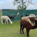 Alpaca World Friesland 7 Picknickbank mit Alpacas in der Alpaca World Friesland in Workum - Ausflugstipp von Ferienhaus Schakelvilla in Makkum am IJselmeer