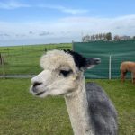 neugieriges Alpaca in der Alpaca World Friesland in Workum - Ausflugstipp von Ferienhaus Schakelvilla in Makkum am IJselmeer