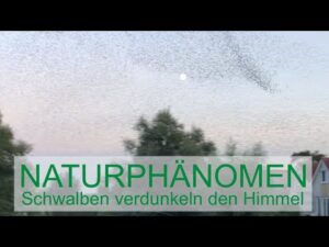 Naturphänomen Schwalben Makkum - Schwalbenschwarm am IJsselmeer