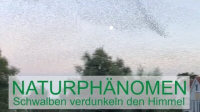 Naturphänomen Schwalben Makkum - Schwalbenschwarm am IJsselmeer