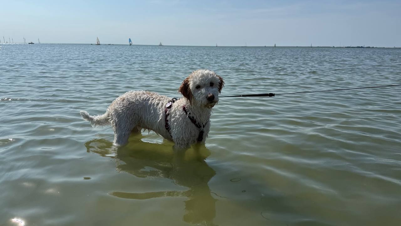 Hund am Strand von Makkum mit Booten im Hintergrund