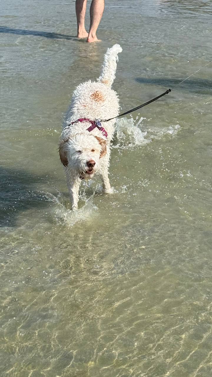 Hund an der Leine am Strand von Makkum