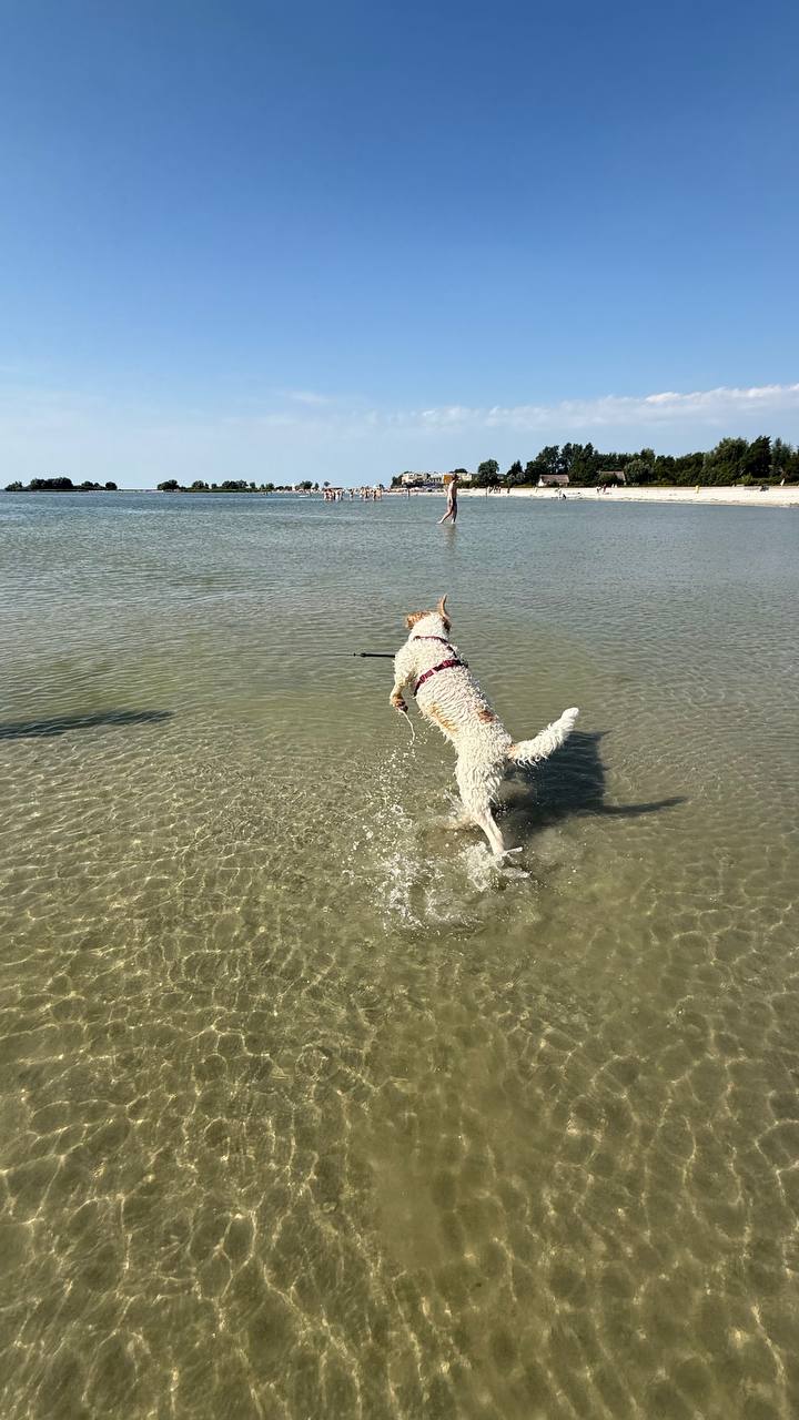 Hund an der Leine im Wasser am Strand von Makkum