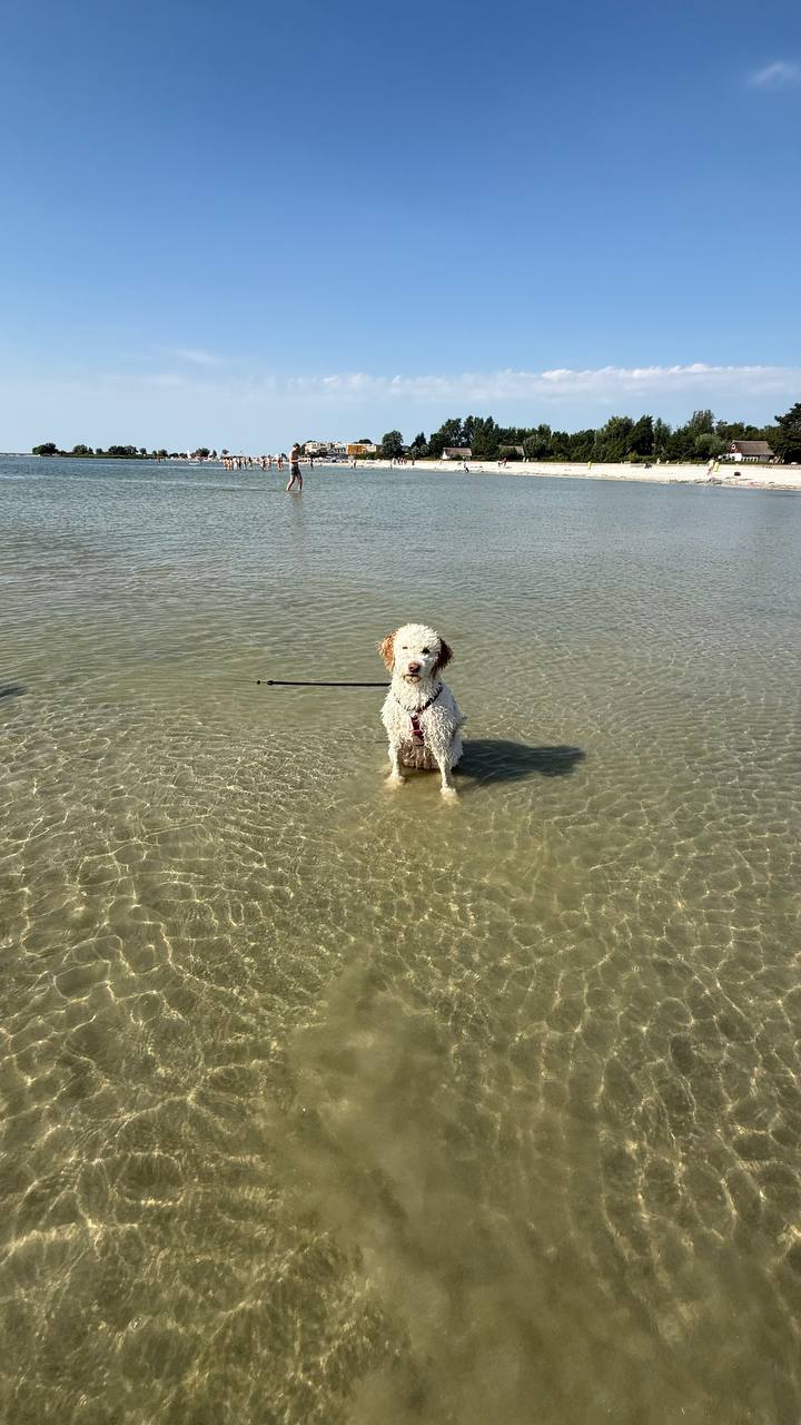 Hund steht im flachen Wasser am Strand von Makkum