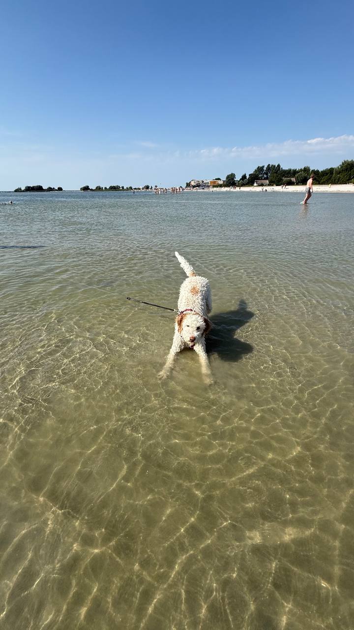 Zwei Hunde spielen im flachen Wasser am Strand von Makkum