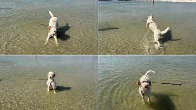 Hunde am Strand in Makkum – Collage mit Hunden im Wasser und Schwimmern