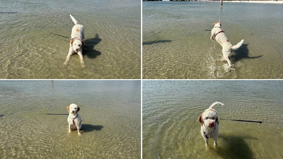 Hunde am Strand Makkum: Auch im Sommer an der Leine erlaubt